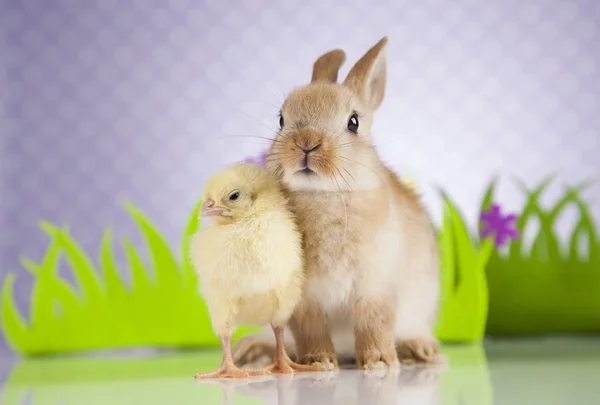 Pollito y conejo — Foto de Stock