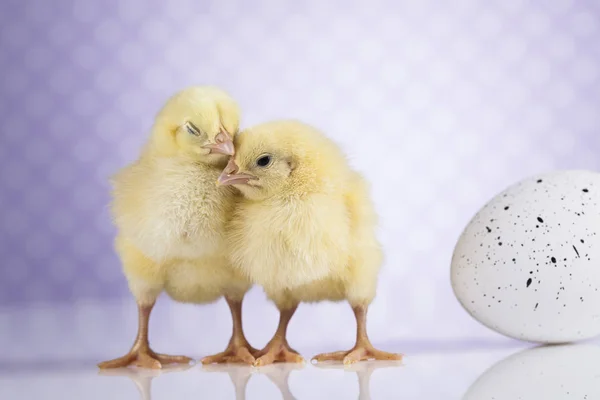 Söta små kycklingar — Stockfoto
