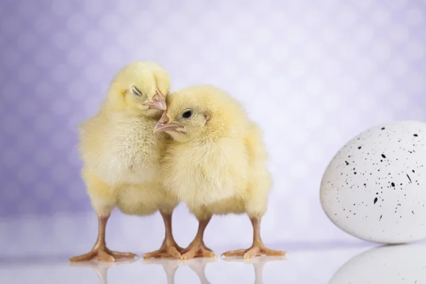 Schattige kleine kuikens — Stockfoto