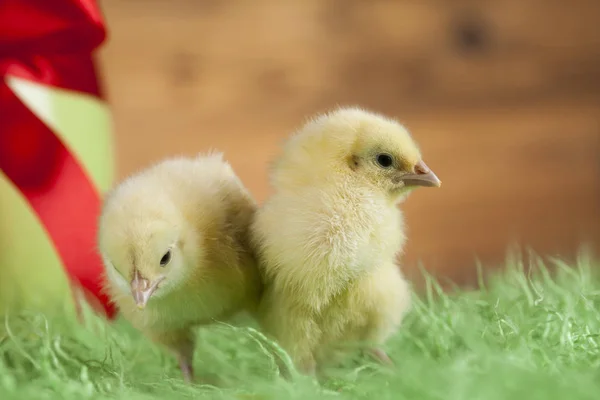 Velikonoční mladých kuřat — Stock fotografie