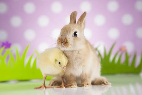 Osterhase und Küken — Stockfoto