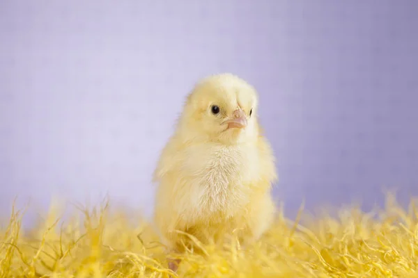 Pasen jonge chick — Stockfoto