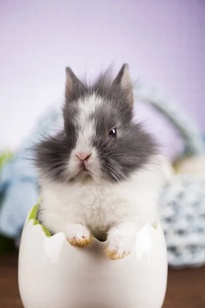 Lindo conejito — Foto de Stock