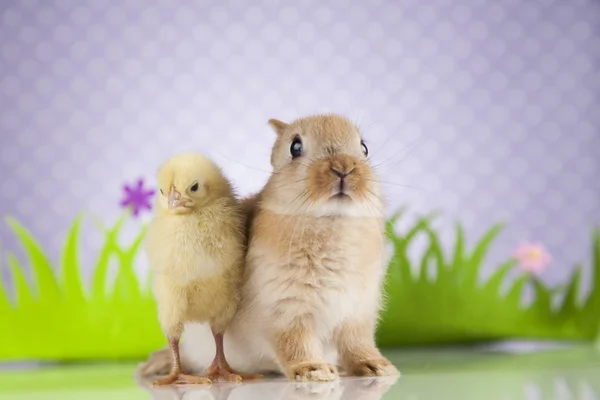 Conejo y polluelo de Pascua —  Fotos de Stock