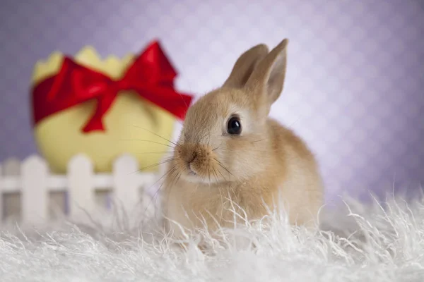 Schattige kleine konijntje — Stockfoto