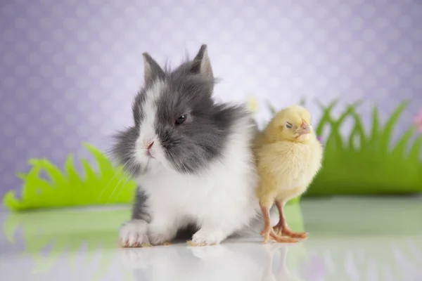 小さなヒヨコとウサギ — ストック写真