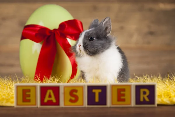 Baby bunny på trä bakgrund — Stockfoto