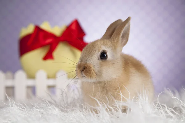 Söt baby bunny — Stockfoto