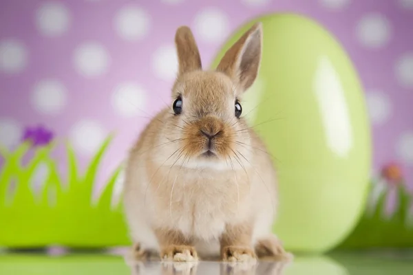 Schattige baby bunny — Stockfoto