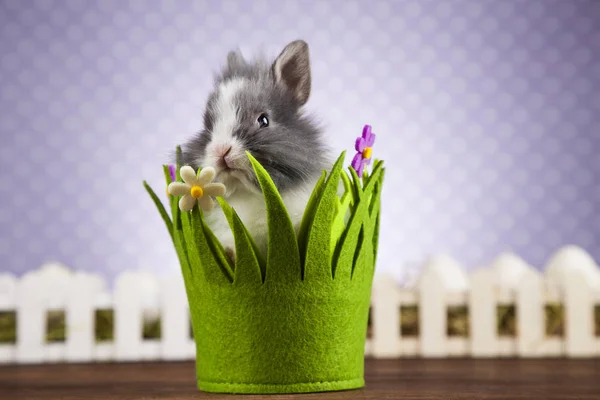 Милый кролик — стоковое фото
