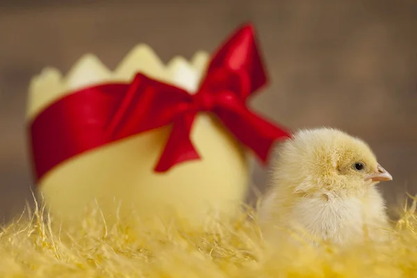 Easter young chick — Stock Photo, Image