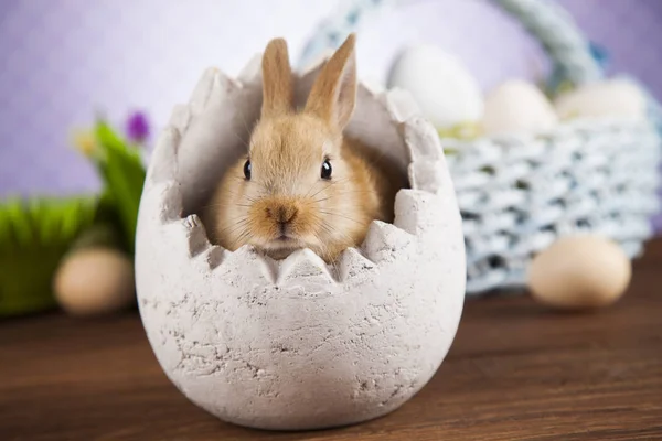 Niedliches Häschen — Stockfoto