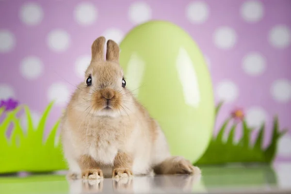 Söt baby bunny — Stockfoto