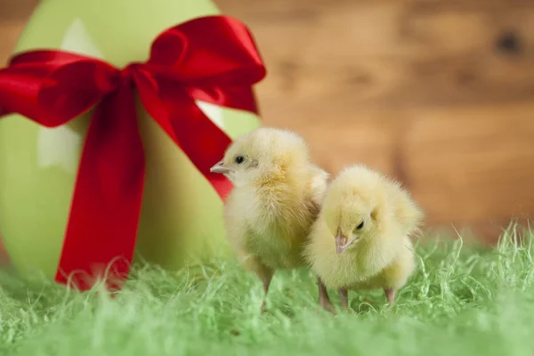 Velikonoční zvířata kuřat — Stock fotografie