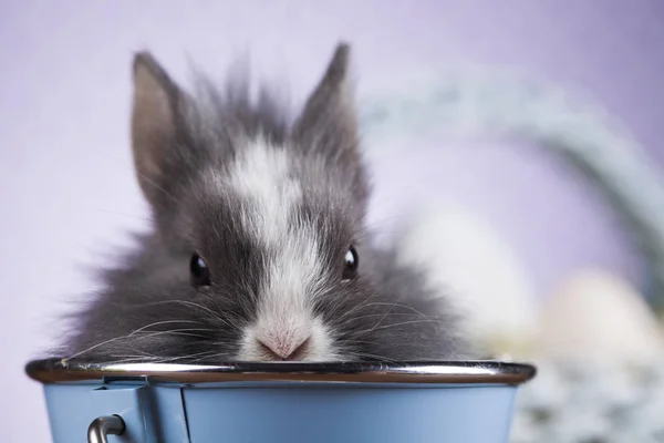 Lindo bebé conejito — Foto de Stock