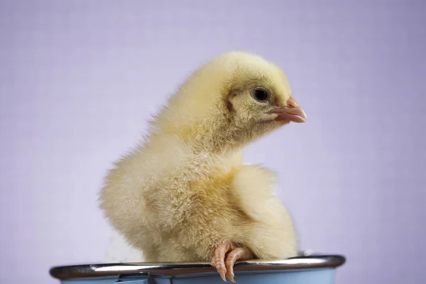 Wielkanocny kurczak zwierząt — Zdjęcie stockowe