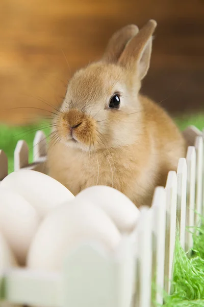 Baby bunny on wooden background — Stock Photo, Image