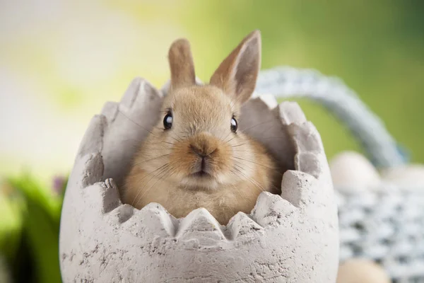 かわいい赤ちゃんウサギ — ストック写真