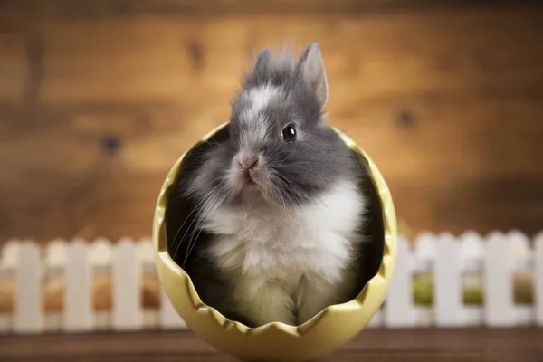 easter Animal , Baby bunny, egg