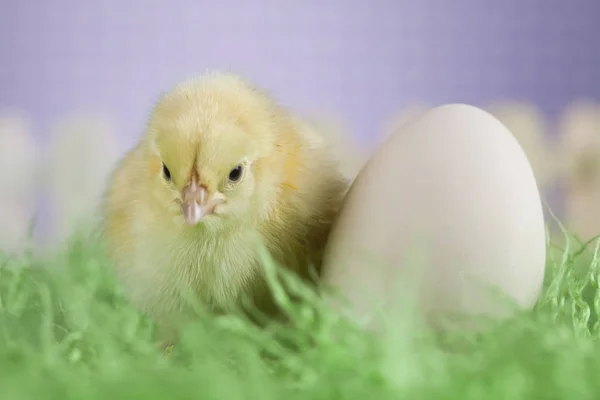 Easter animal chick — Stock Photo, Image