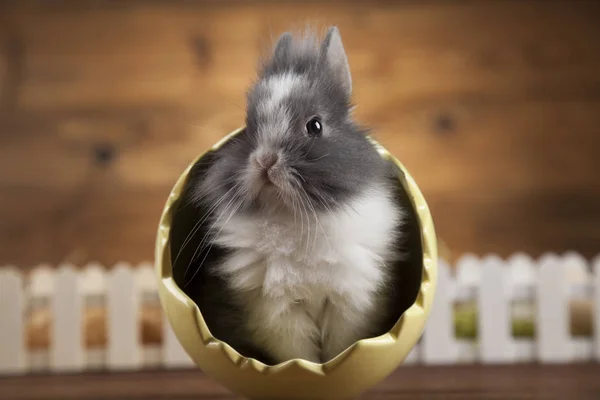 Baby bunny on wooden background — Stock Photo, Image