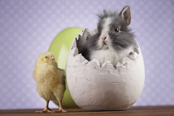 Easter Bunny and Chick — Stock Photo, Image