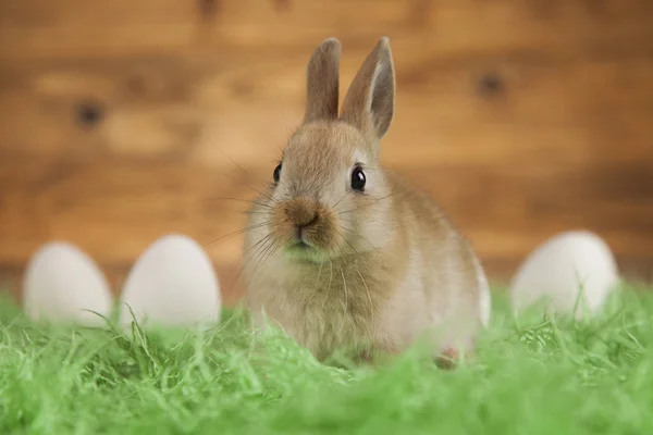 Wielkanoc, króliczek Baby, jajko — Zdjęcie stockowe