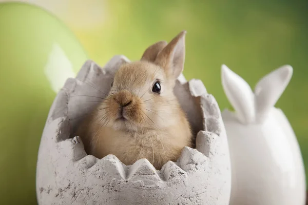 Roztomilé děťátko bunny — Stock fotografie