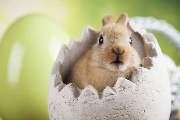 Söt baby bunny — Stockfoto