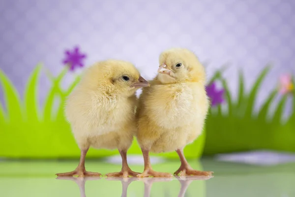 Pascua polluelos jóvenes — Foto de Stock