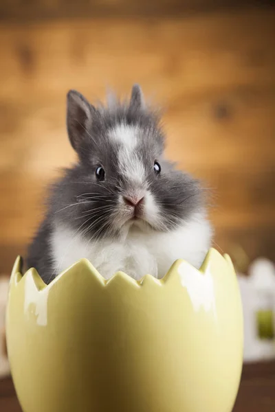 Schattige baby bunny — Stockfoto