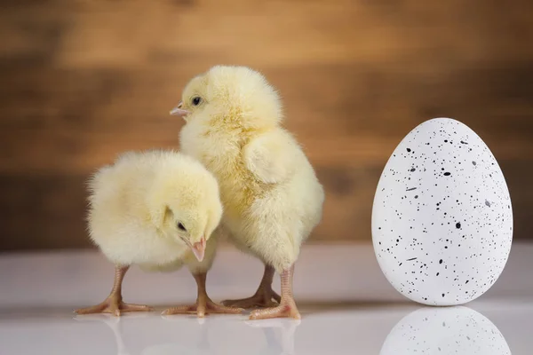 Easter young chicks — Stock Photo, Image