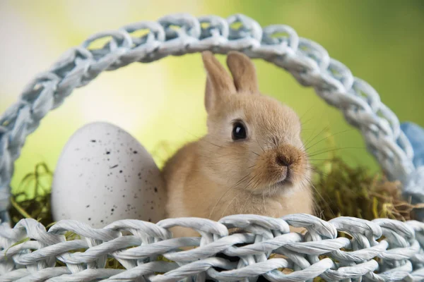 Söt baby bunny — Stockfoto