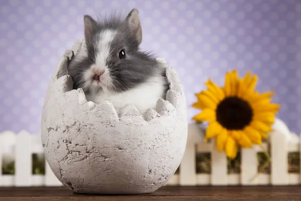 かわいい赤ちゃんウサギ — ストック写真