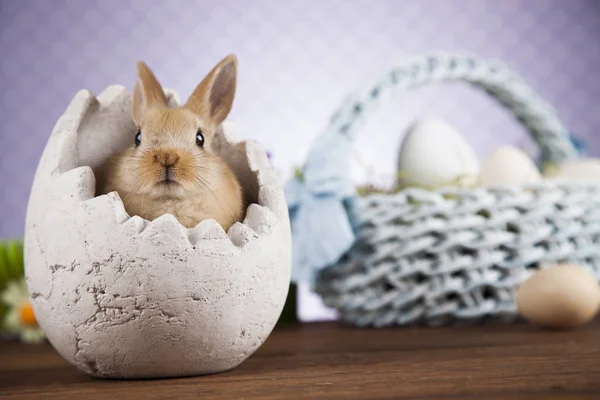 かわいい赤ちゃんウサギ — ストック写真