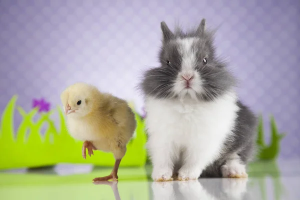Little chick and rabbit — Stock Photo, Image
