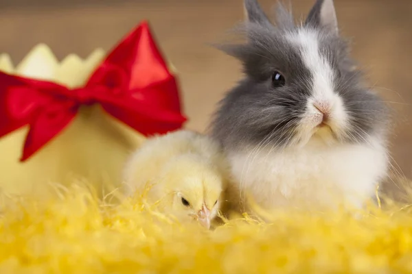 Małe pisklę i królik — Zdjęcie stockowe