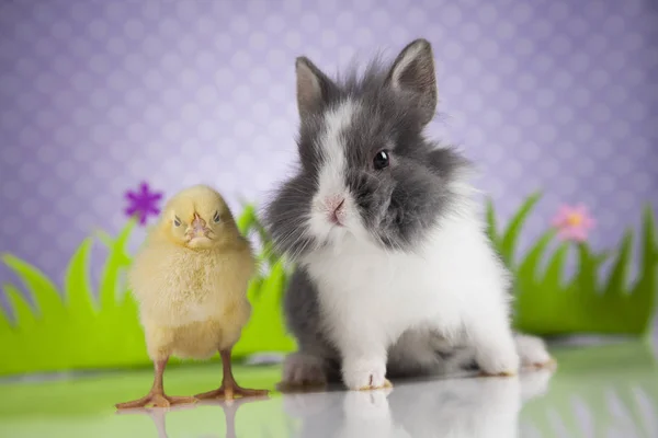 Little chick and rabbit — Stock Photo, Image