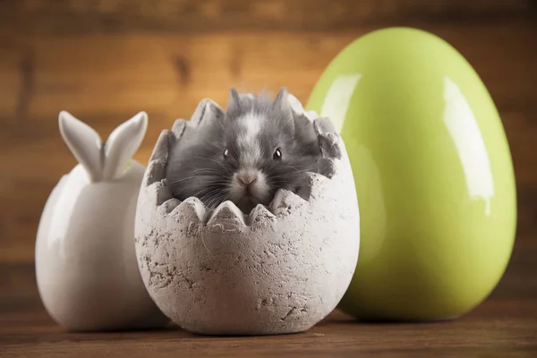 Aranyos baby bunny — Stock Fotó