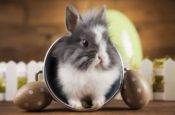 Roztomilé děťátko bunny — Stock fotografie