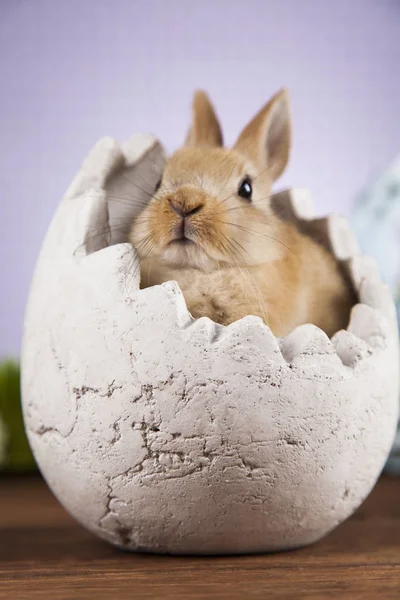 Schattige baby bunny — Stockfoto