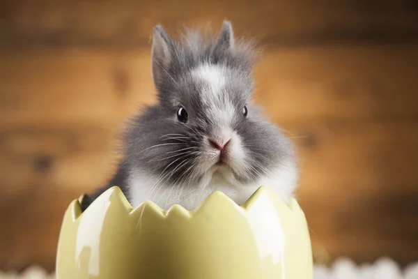 かわいい赤ちゃんウサギ — ストック写真