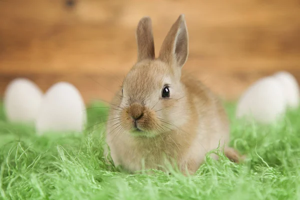 아기 토끼 나무 배경 — 스톡 사진