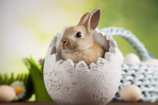 Lindo bebé conejito — Foto de Stock