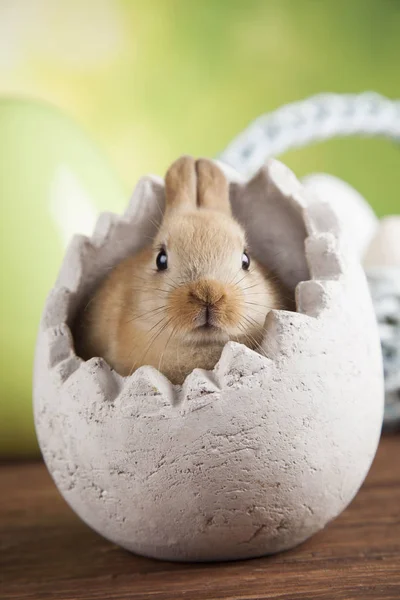Schattige baby bunny — Stockfoto