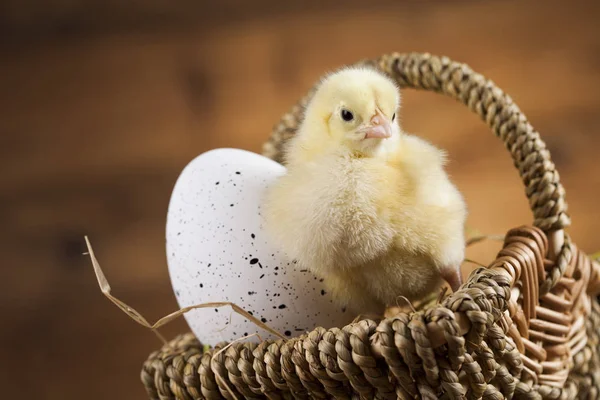 Pasen jonge chick — Stockfoto