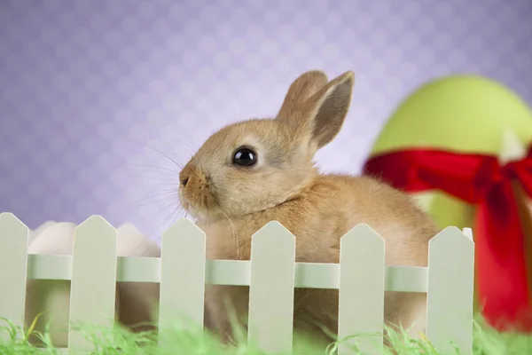 cute Baby bunny