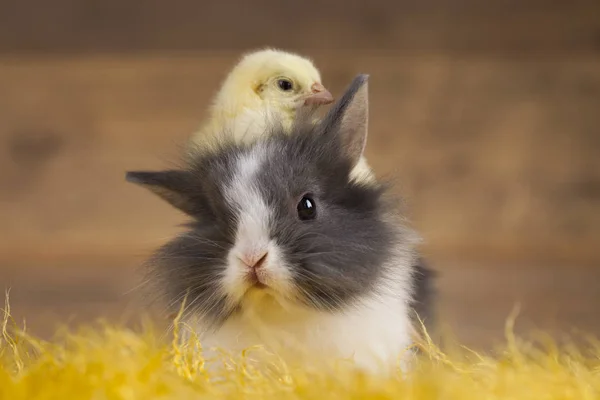 Little chick and rabbit — Stock Photo, Image