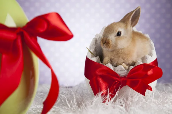 Schattige baby bunny — Stockfoto