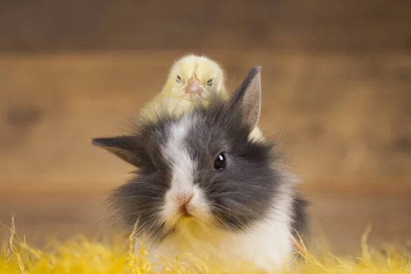 Маленький цыпленок и кролик — стоковое фото